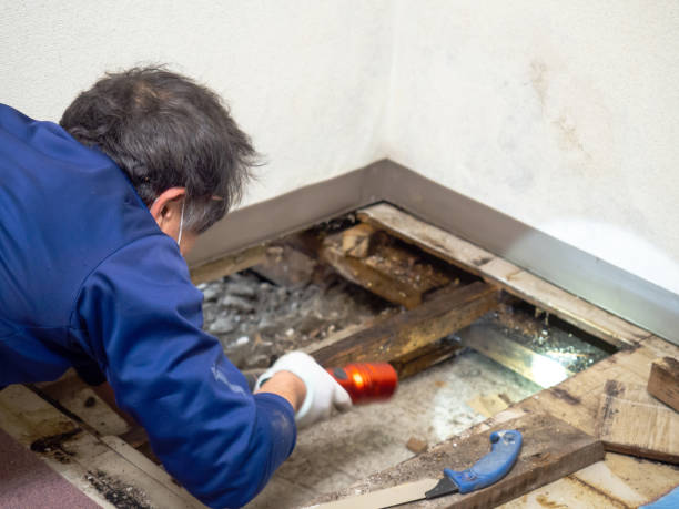 Reliable Virginia, IL Mold Remediation Solutions