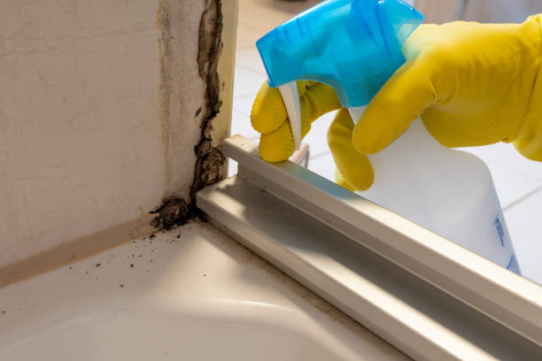 Best Insurance-Related Mold Remediation in Virginia, IL