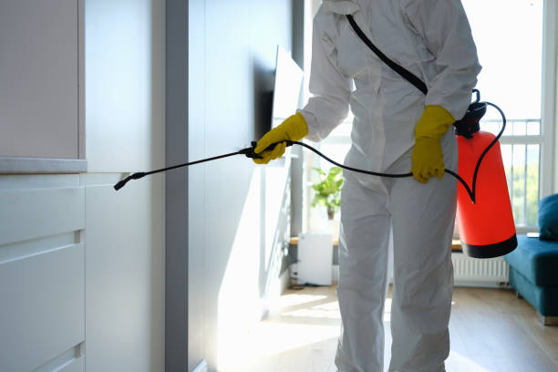 Best Basement Mold Remediation in Virginia, IL