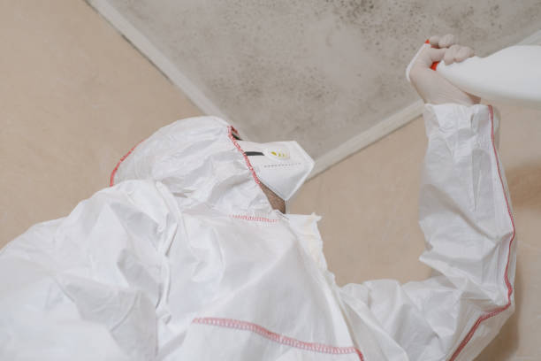 Best HVAC Mold Remediation in Virginia, IL