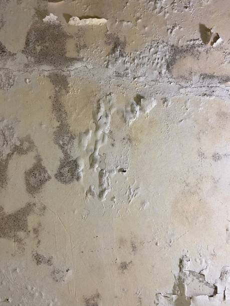 Best Health and Safety Mold Remediation in Virginia, IL