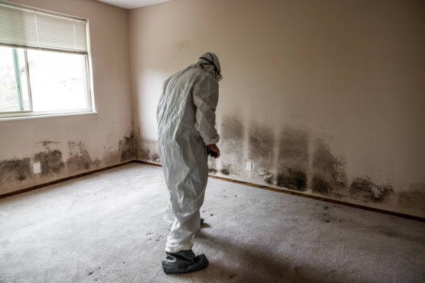 Best Emergency Mold Remediation in Virginia, IL