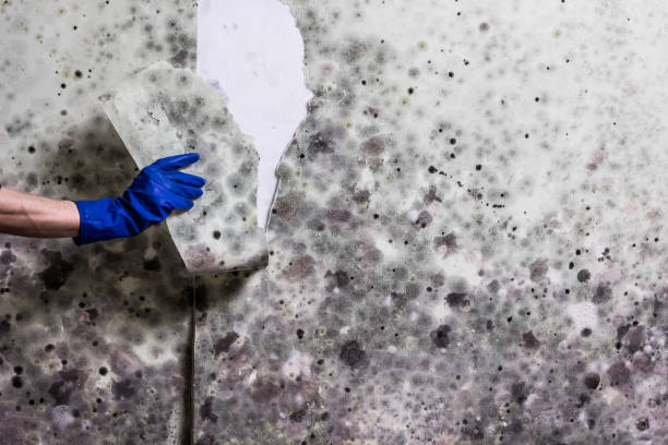 Best Post-Flood Mold Remediation in Virginia, IL