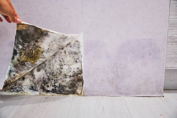 Best Industrial Mold Remediation in Virginia, IL